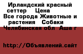 Ирландский красный сеттер. › Цена ­ 30 000 - Все города Животные и растения » Собаки   . Челябинская обл.,Аша г.